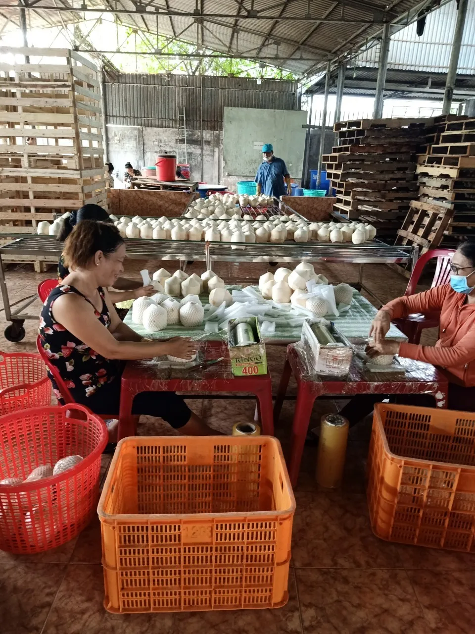 Top Quality Young Fresh Coconut Export Japan Korea Market From Viet Nam