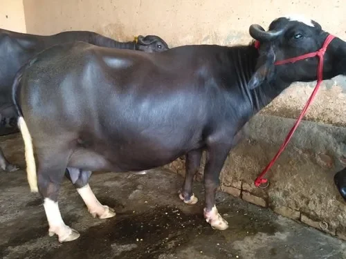 Nili-Ravi cows oxes bulls livestock cattle