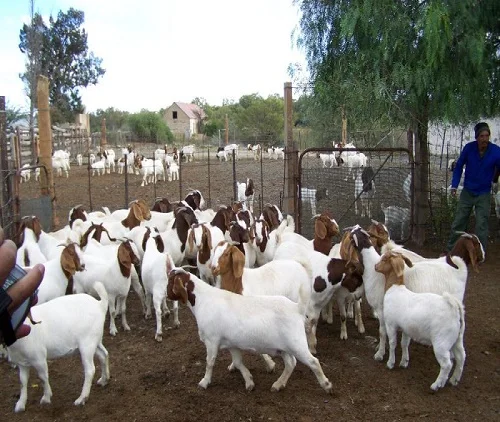 Live Boer Goat for Sale
