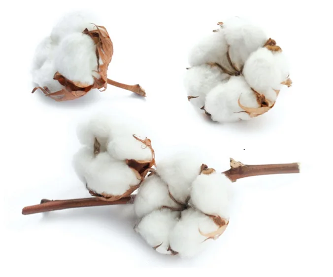 Raw Cotton