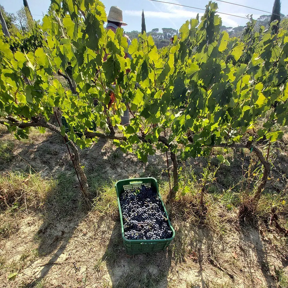 Red wine Supertuscan igt Castello di Barbialla 2017