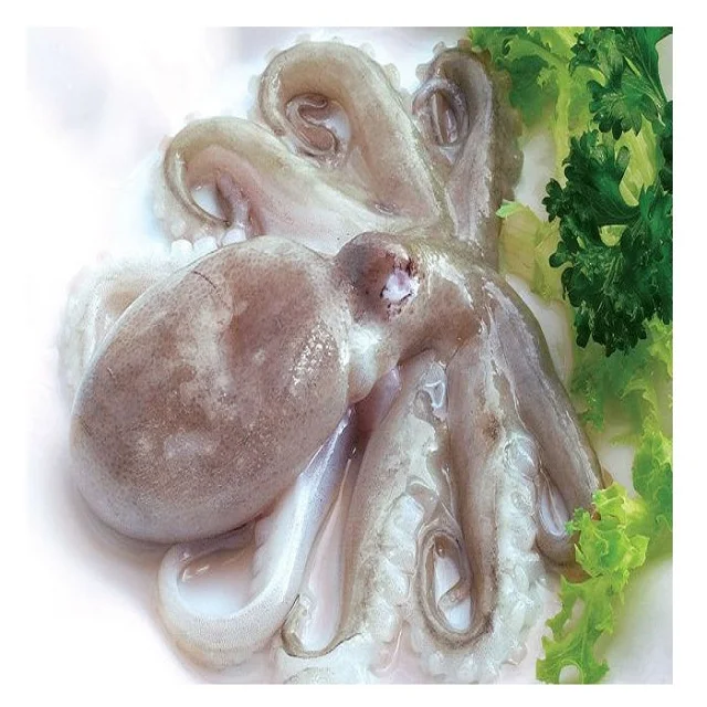 VIETNAM OCTOPUS SEAFOOD / BEST QUALITY (whatsapp +84 123 2425 473)