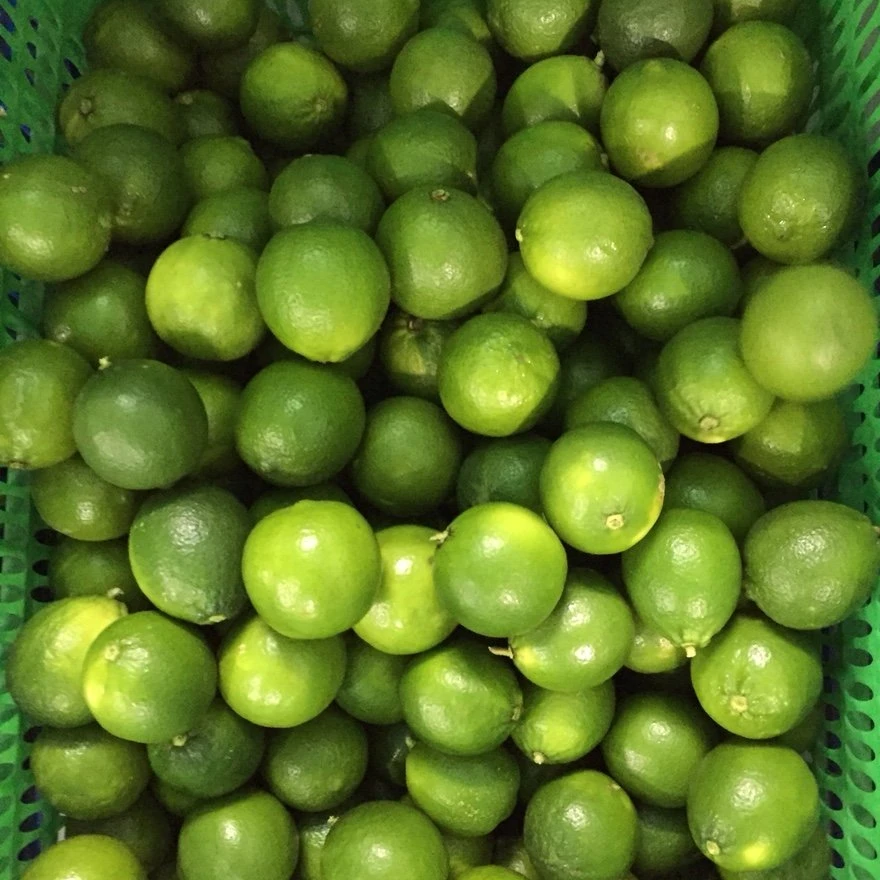Fresh Seedless Lime/Lemon Vietnam Exporter (whatsapp +84966208131)