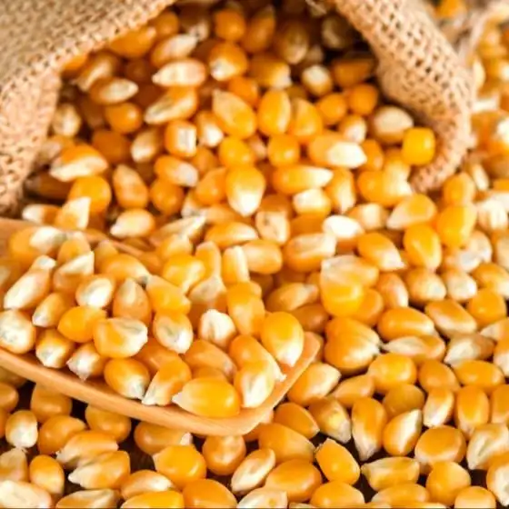 NON-GMO IQF замороженные желтый початки сладкой кукурузы