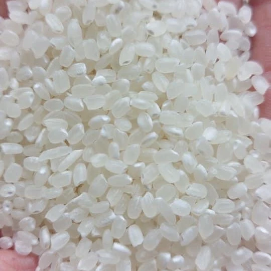 short rice Japonica Rice Made In Viet Nam Sushi rice 5KG
