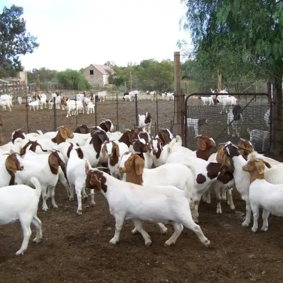 
Live Boer Goat Fowl for sale 