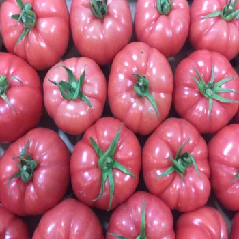 
Fresh Pink Tomatoes For Sale From Turkey 