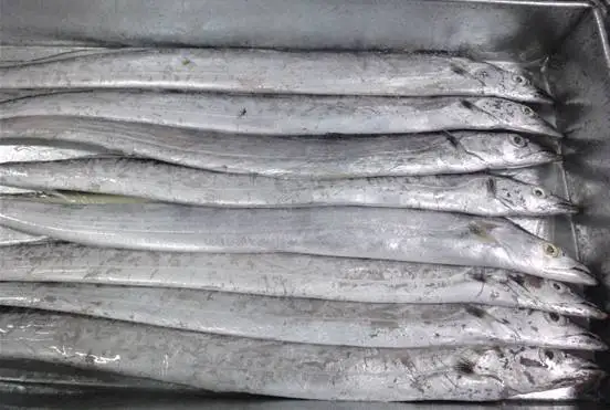 Frozen Largehead Hairtail Fish Seafood From Indonesia Ocean