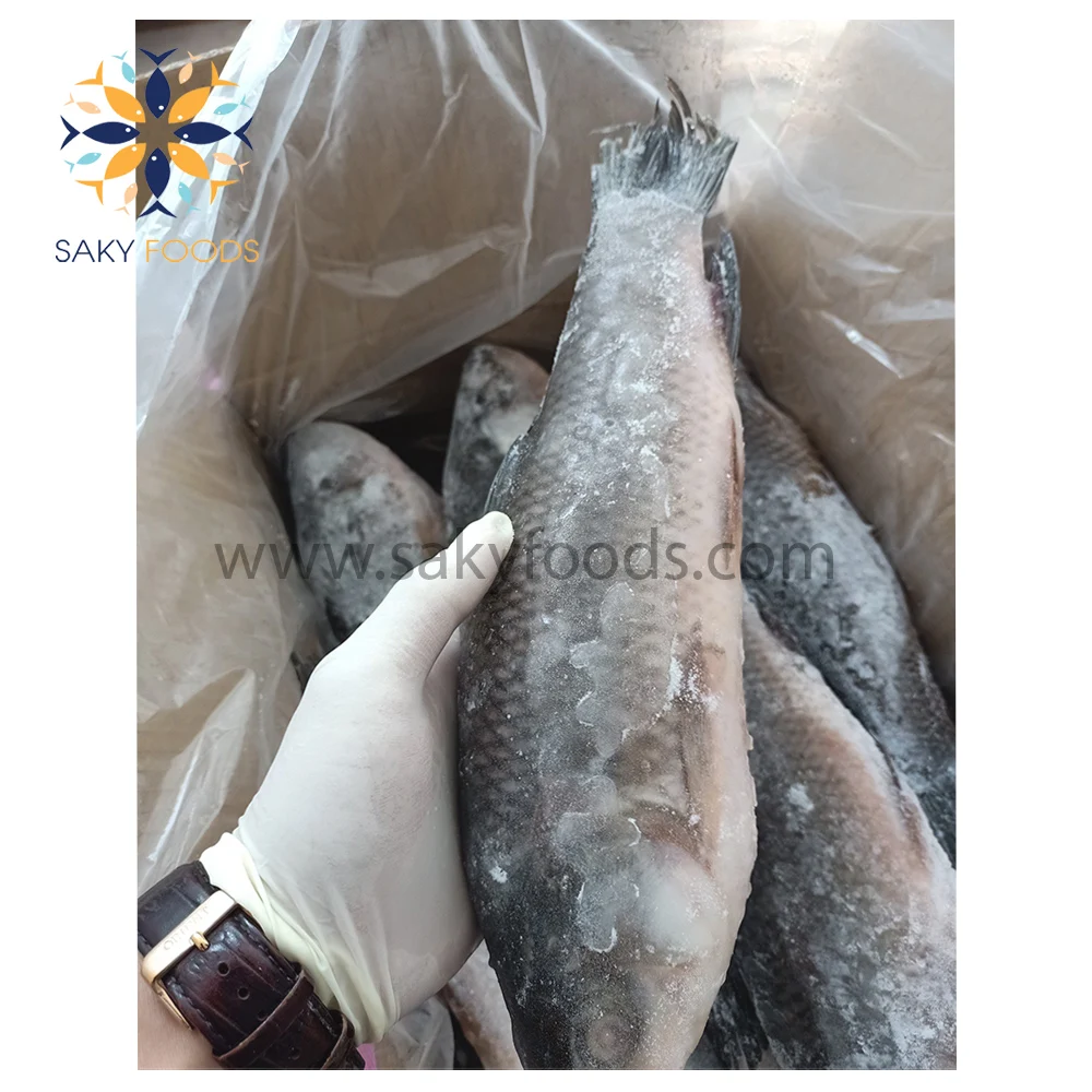 Wholesale IQF Frozen Rohu Fish For Export From Vietnam Bulk Style