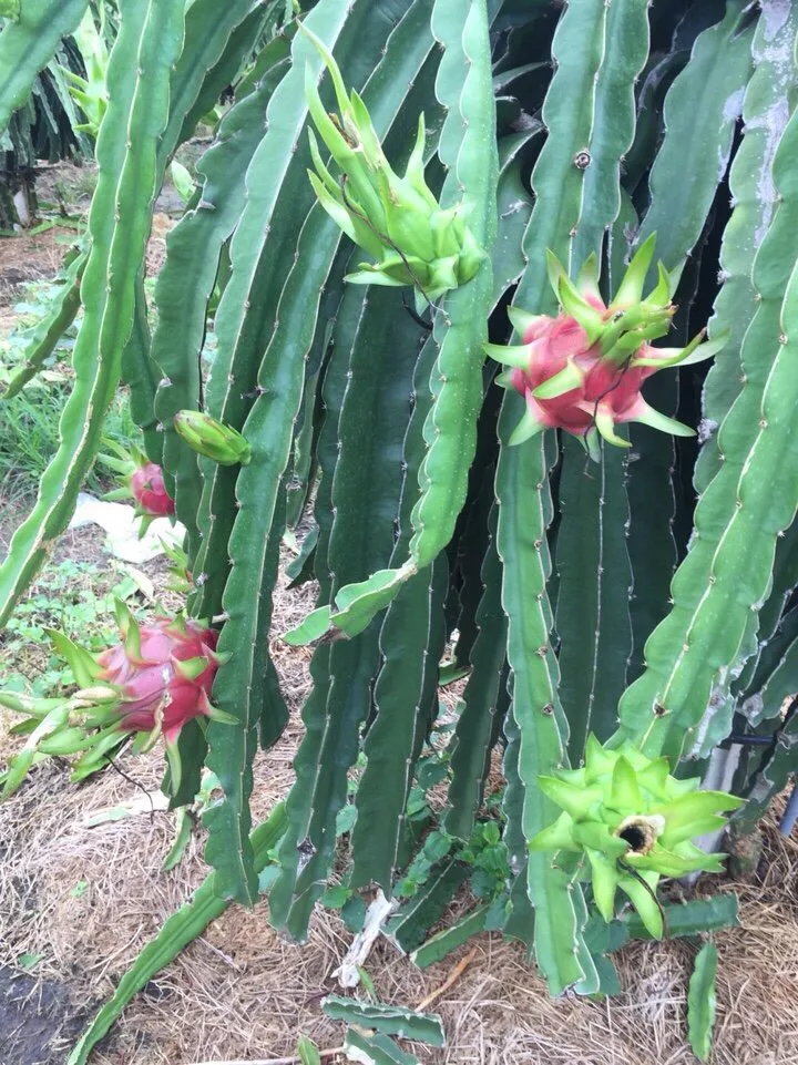 FRESH DRAGON Dragon Fruit Grade 1 Grade Red Skin Natural, Red or White (inside) Natural Sweet COMMON Cultivation 300