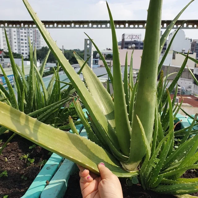 Новый Урожай 100% натурального высококачественного алоэ вера