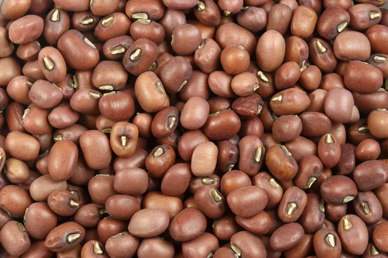 
COWPEAS cowpea for sale / Brown Cowpeas / White Cowpea 