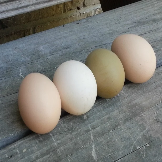
Wholesale High Quality Brown and White table Eggs 