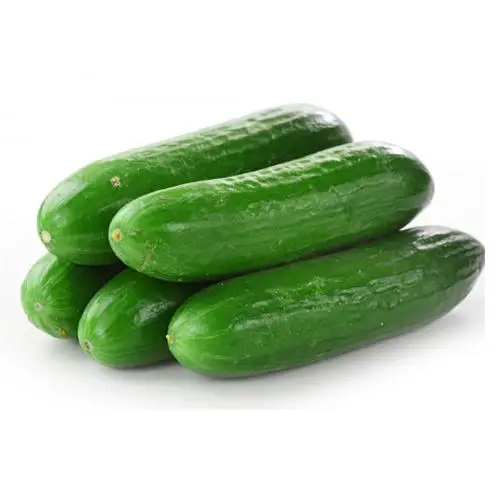 Свежий зеленый огурец высокого качества на продажу