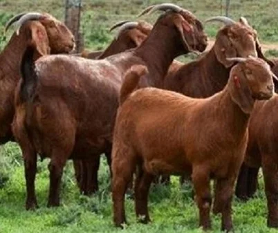 
Red kalahari Goats and sheep 