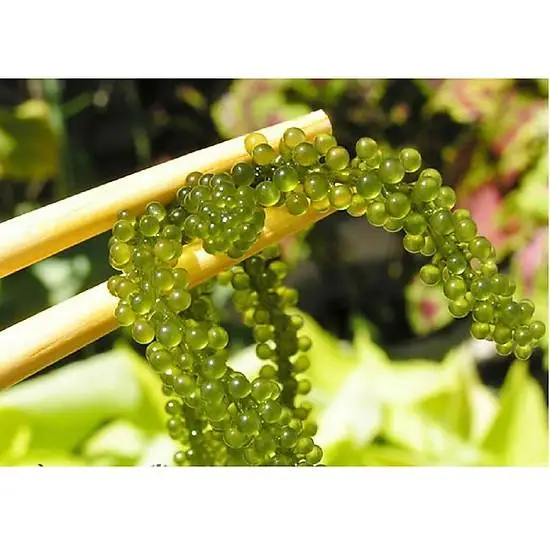 Хорошая цена на лучший морской виноград из Вьетнама // Shyn Tran + 84382089109