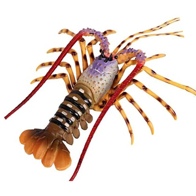  chinese spiny lobster (panulirus stimpsoni)