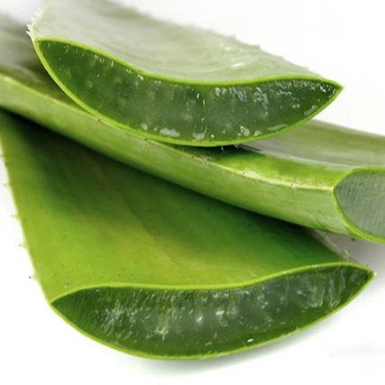 Hot Product 100% Natural Aloe Vera fresh leaf Harvest From Vietnam In 2021