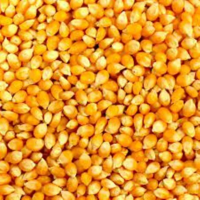 Желтая Кукуруза для корма животных