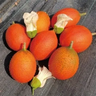 Giant Spine Gourd Enzyme Drink Gac Fruit