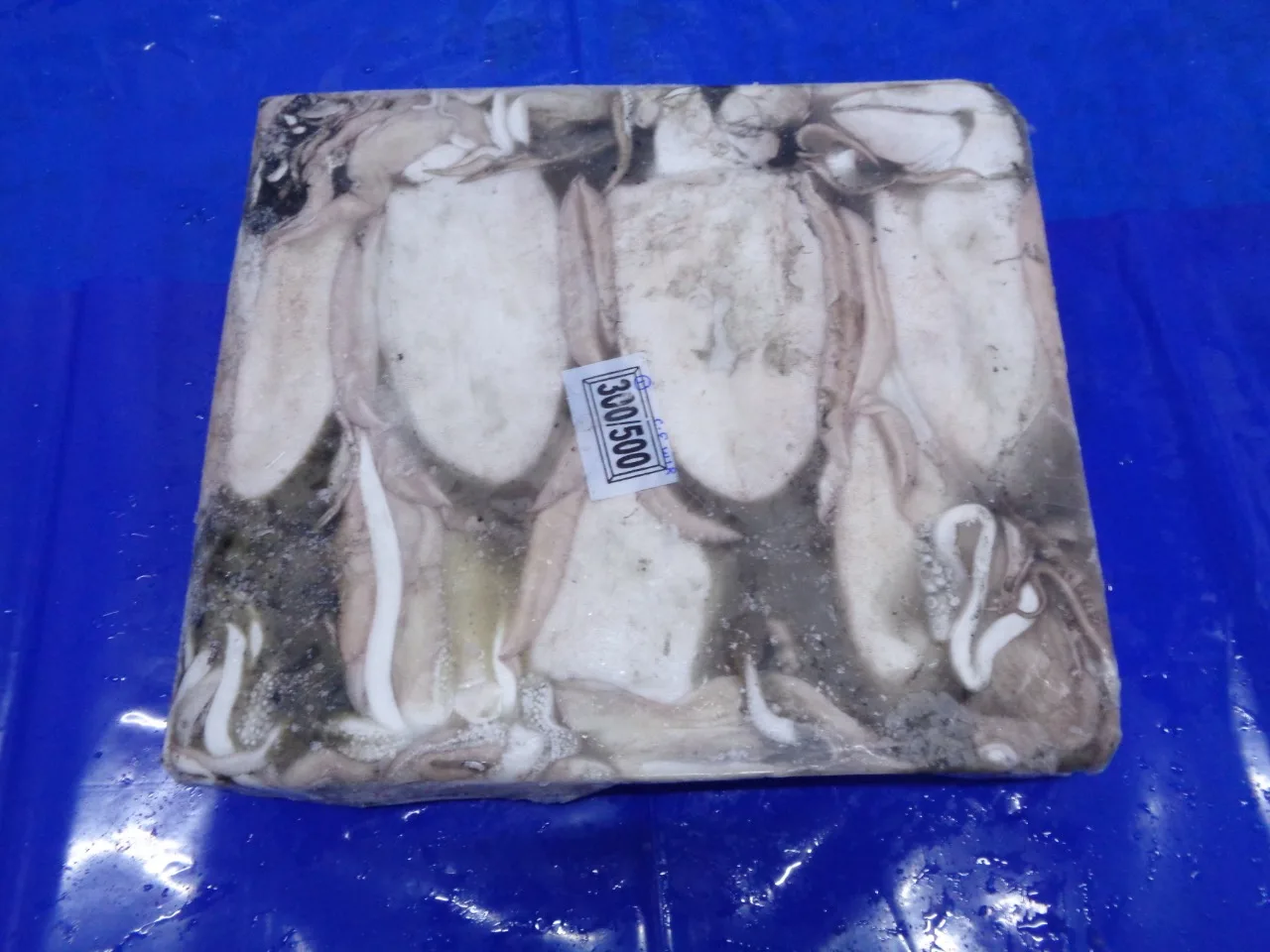 Frozen Cuttlefish whole block frozen from India