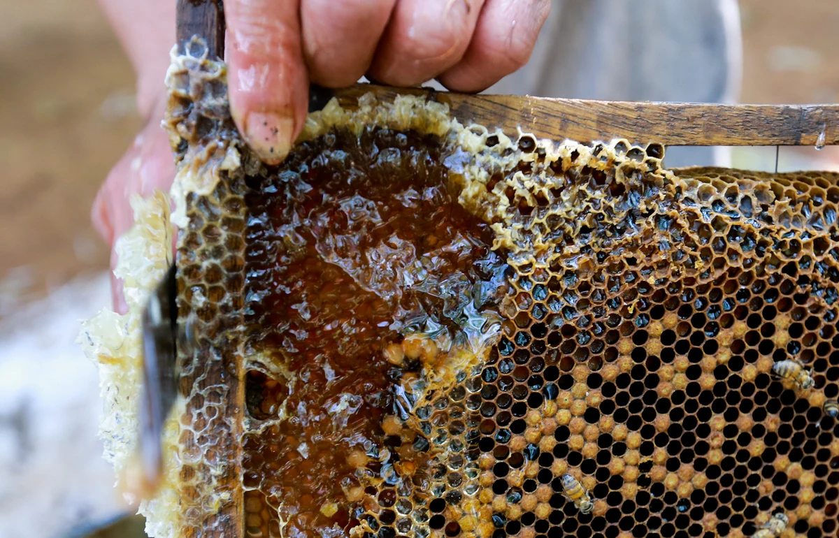 Natural Honey Unique Quality / Coffee Honey For Wholesale / Top Bulk Honey Products Supplier From Vietnam