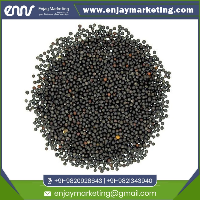 Popular Mustard Black with Custom Packing or Logo Print Buy at Wholesale Price