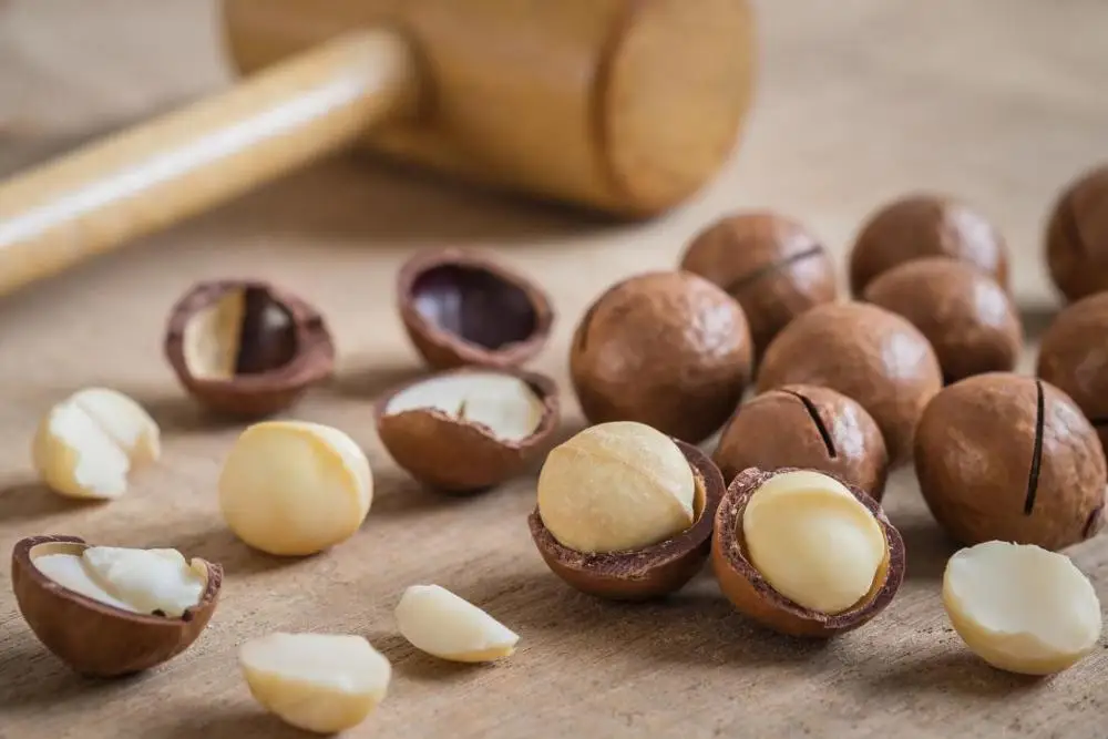 
Macadamia nuts, roasted macadamia, organic macadamia nut 