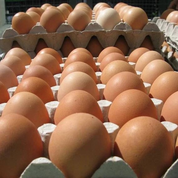  Куриные яйца белые и коричневые куриные для инкубации свежие продажи/живое куриное