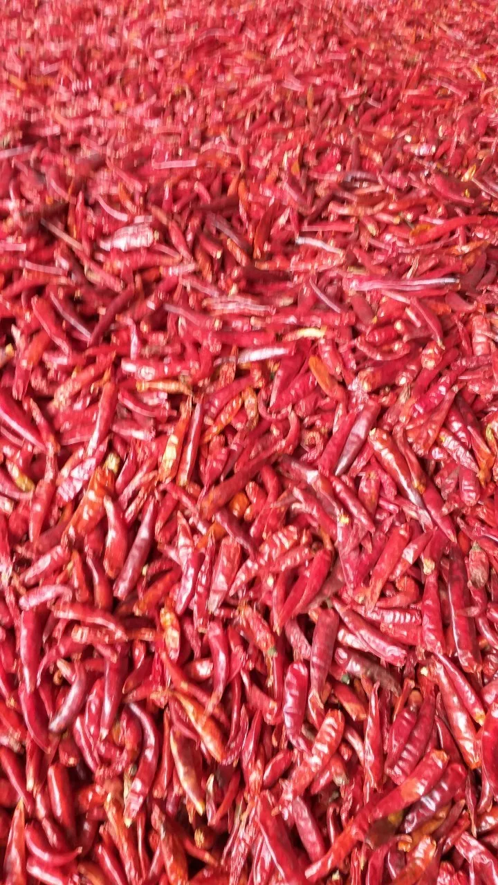 High Quality Red Dried Chilli for Seasoning Direct from Manufacturer Hot Selling Chillies Best Price without stem