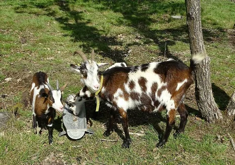 Tauernscheck goats,cow,camel,sheep,goat,ox,bull