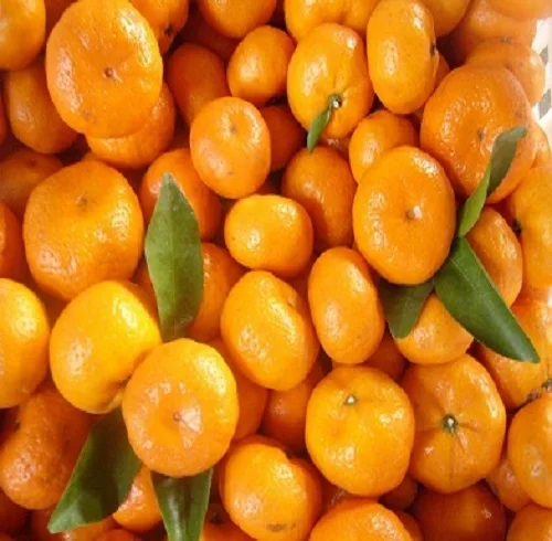 Fresh Citrus Fruits Green Oranges Navel Oranges
