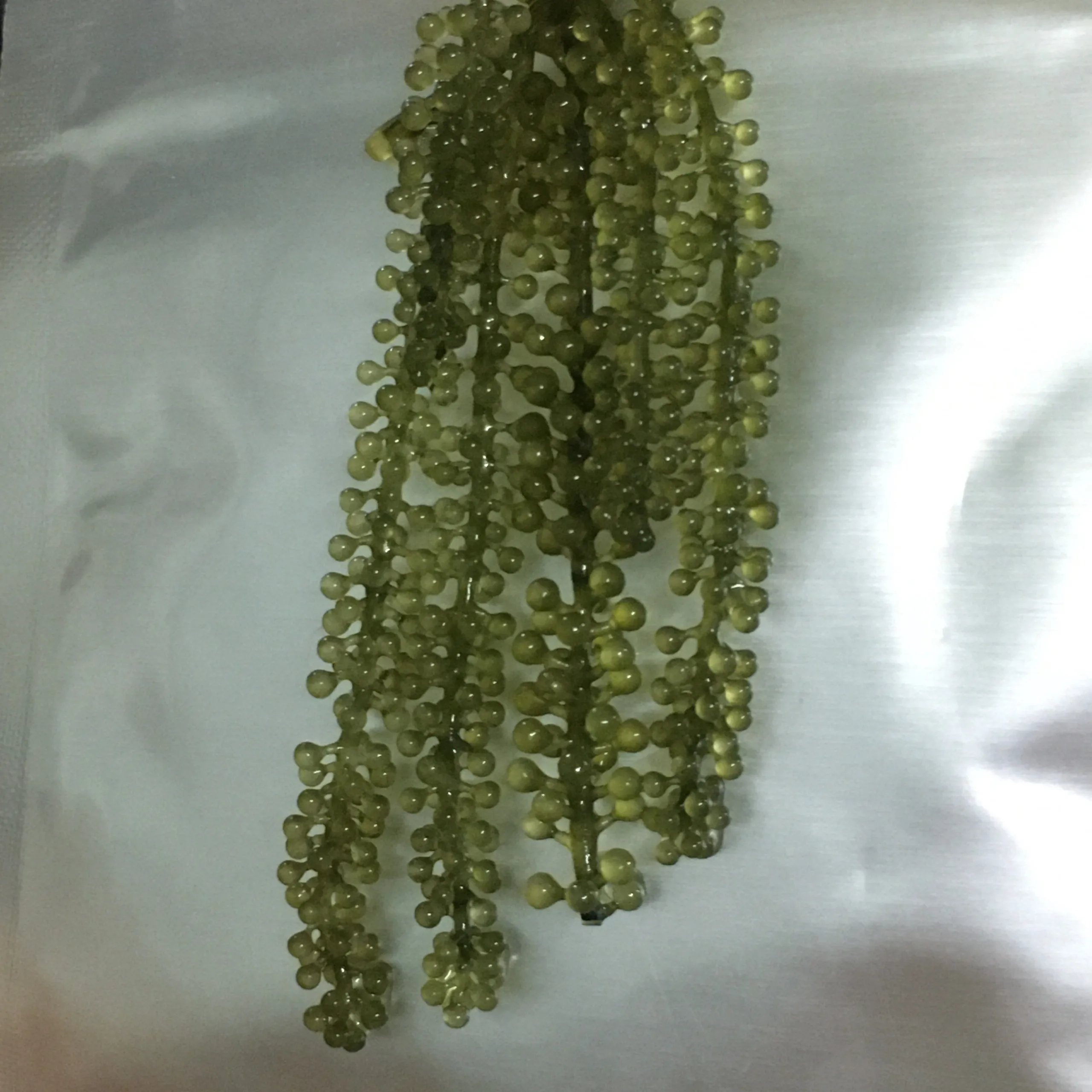 
Wholesale High Quality Fresh Salted Style Grape Seaweed Made In Vietnam Ms. Natalie Nguyen +84 399 649 467 
