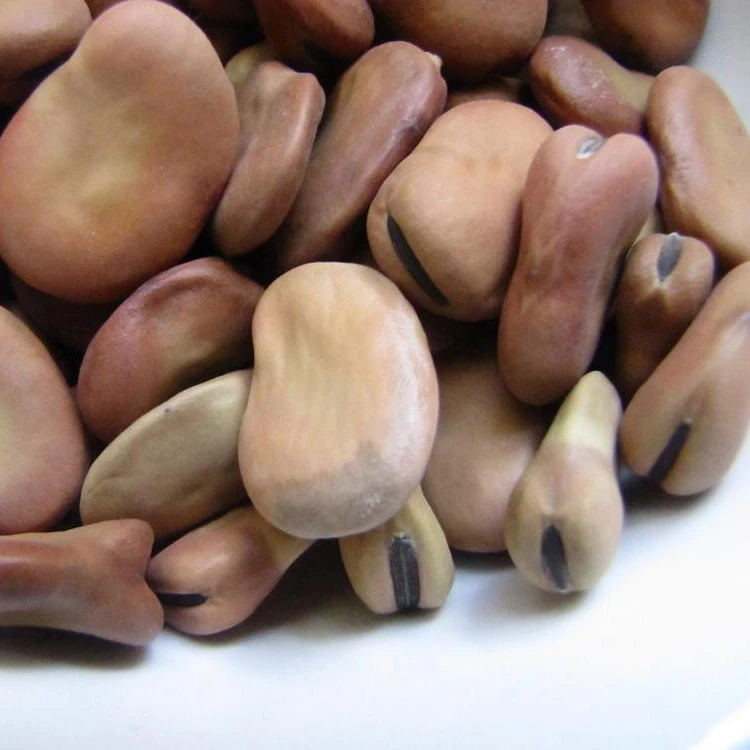 Best Price peeled dry whole split broad bean/faba bean/fava bean