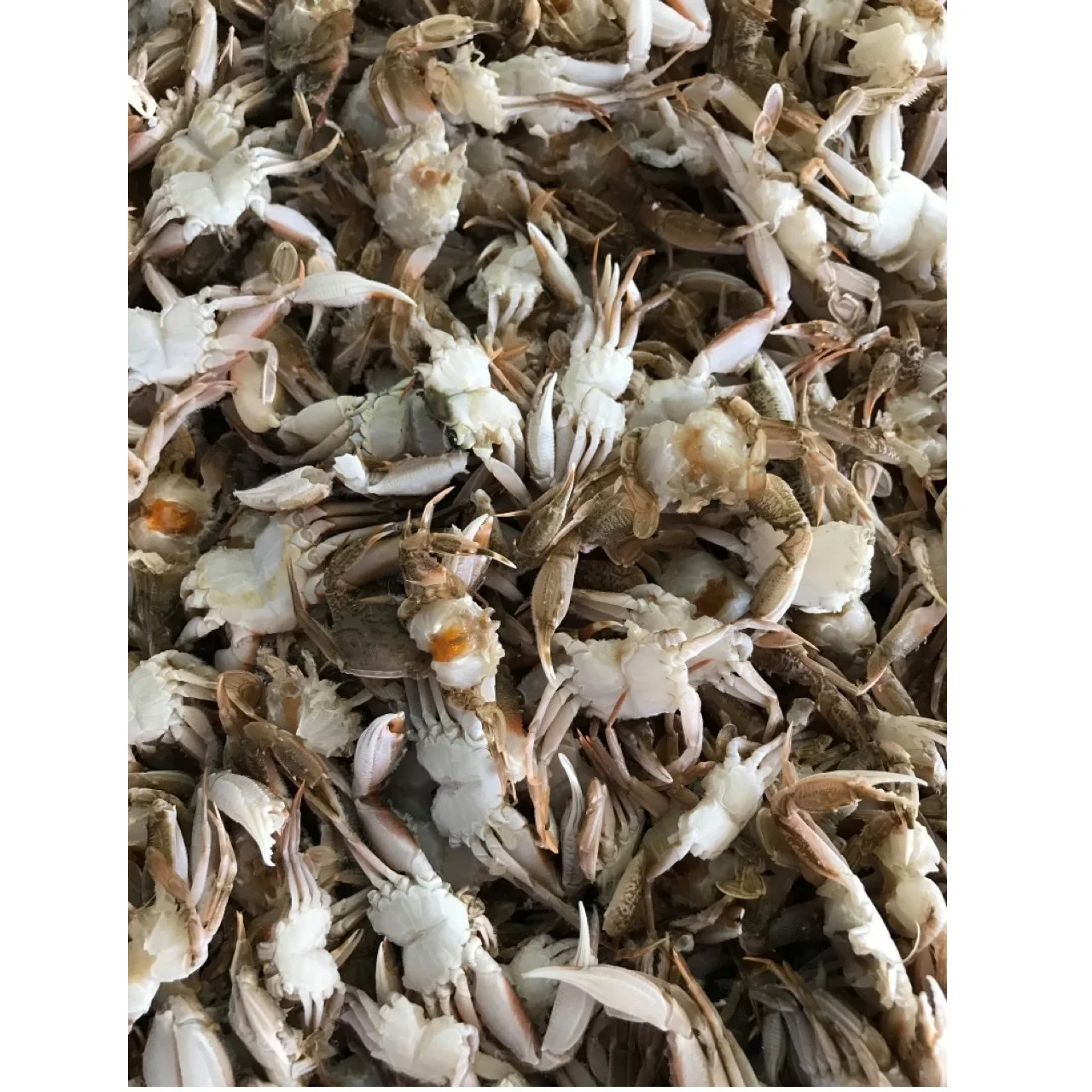 Wholesale Fresh Whole Natural Seafood Raw Meat Food Air-Dried Ground Spider Crab  For Cook From Private Label In Vietnam