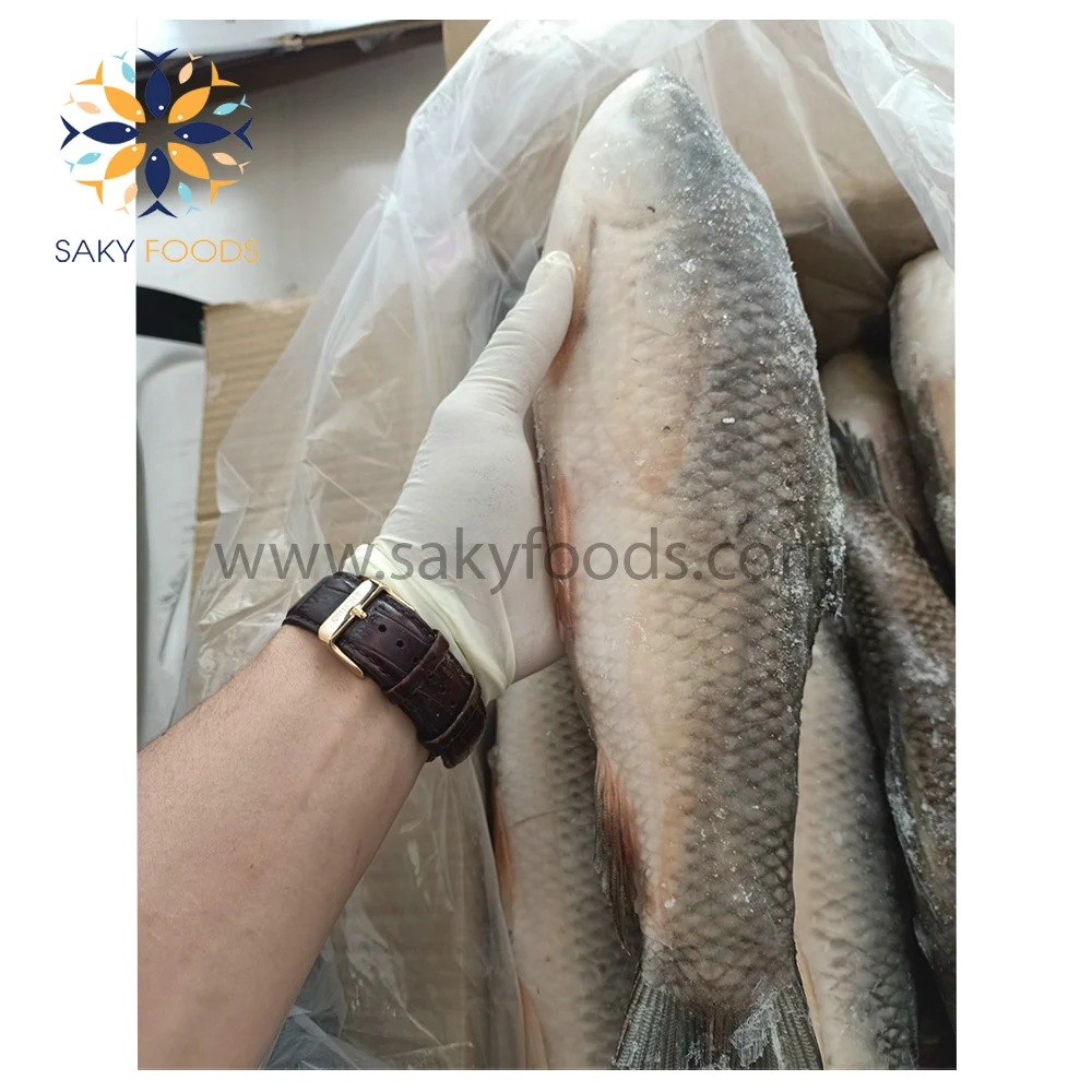 Wholesale IQF Frozen Rohu Fish For Export From Vietnam Bulk Style