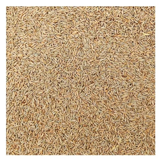 Wholesale Price Rye Grains Available for Sale Bulk Quantity