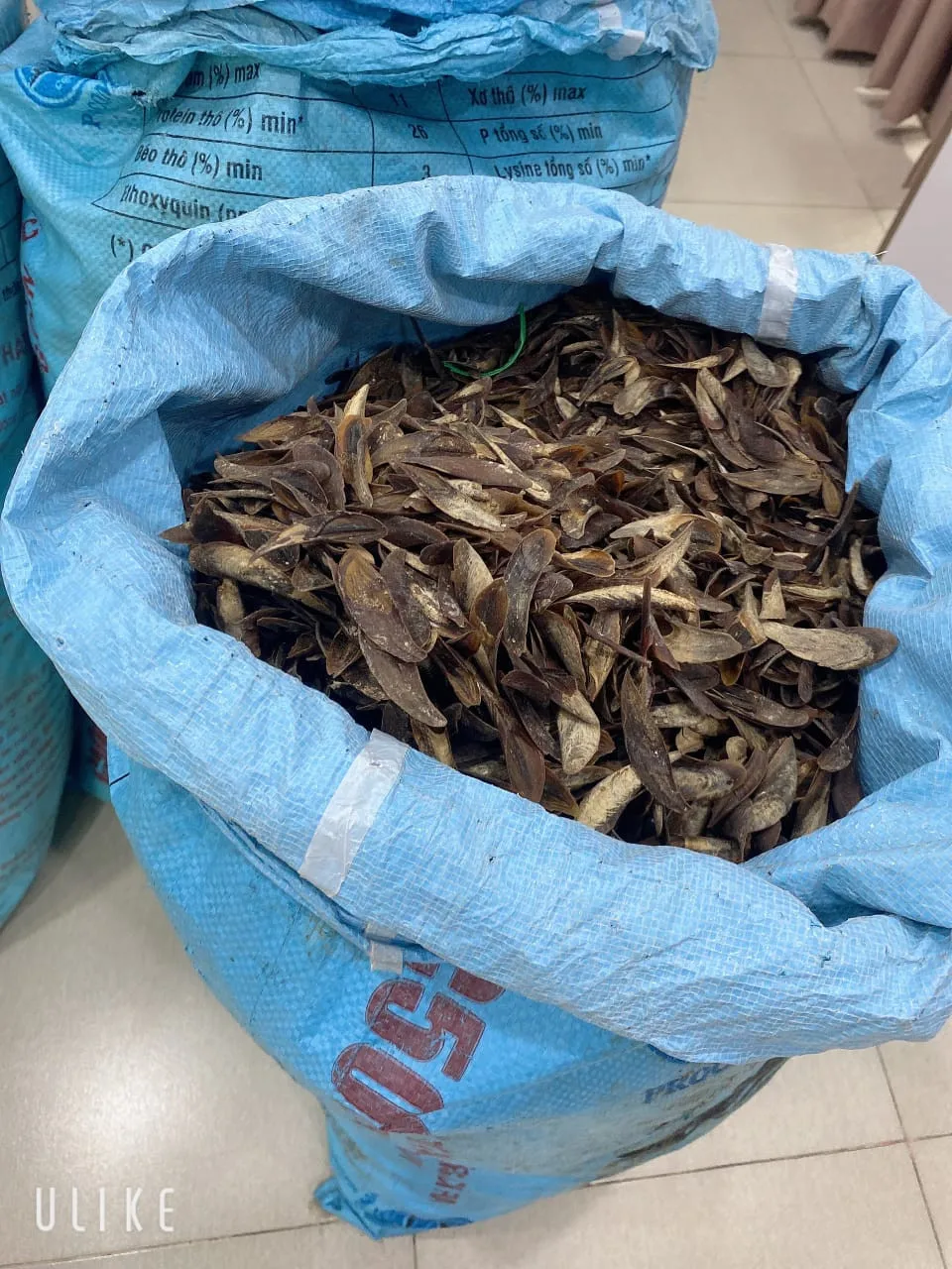 Openculum Seashell Вьетнам для изготовления парфюма высокого качества