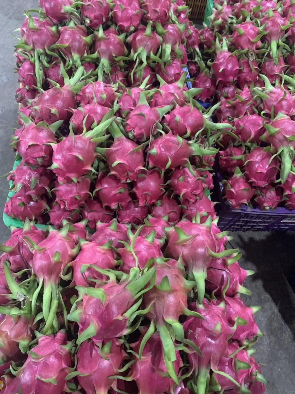 2021 оптовая продажа вьетнамских фруктов дракона, свежий экспорт в США, Европу, Японию .....