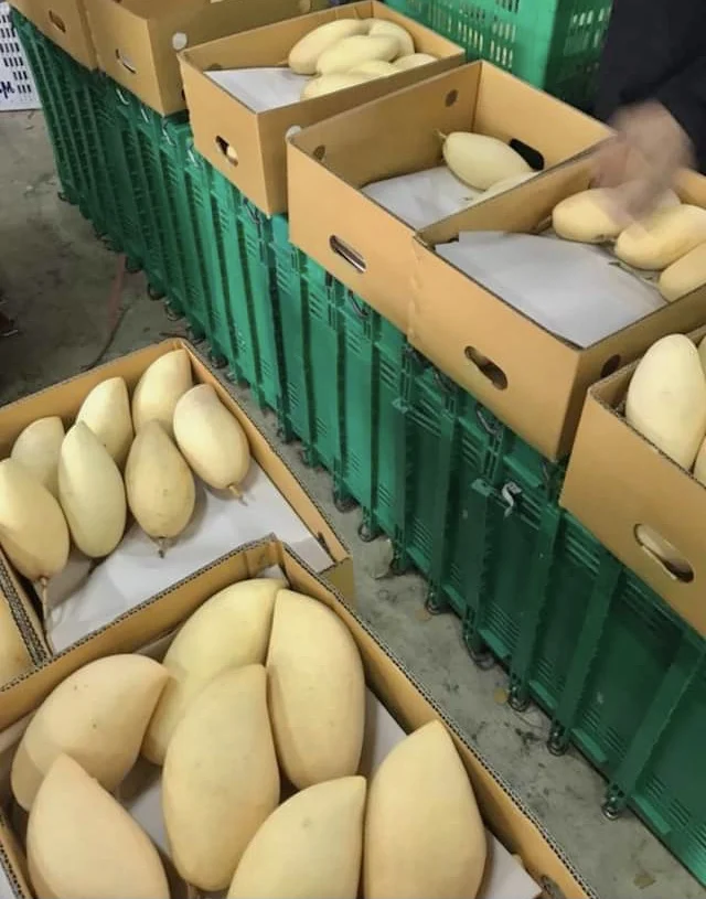 
Wholesale EWC Brand Thailand Fresh Gold Honey Namdokmai Mango GMG006 For Sale 