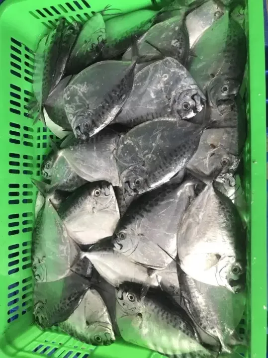 Vietnam Seafood Supplier Frozen Sea Frozen Moonfish Whole round
