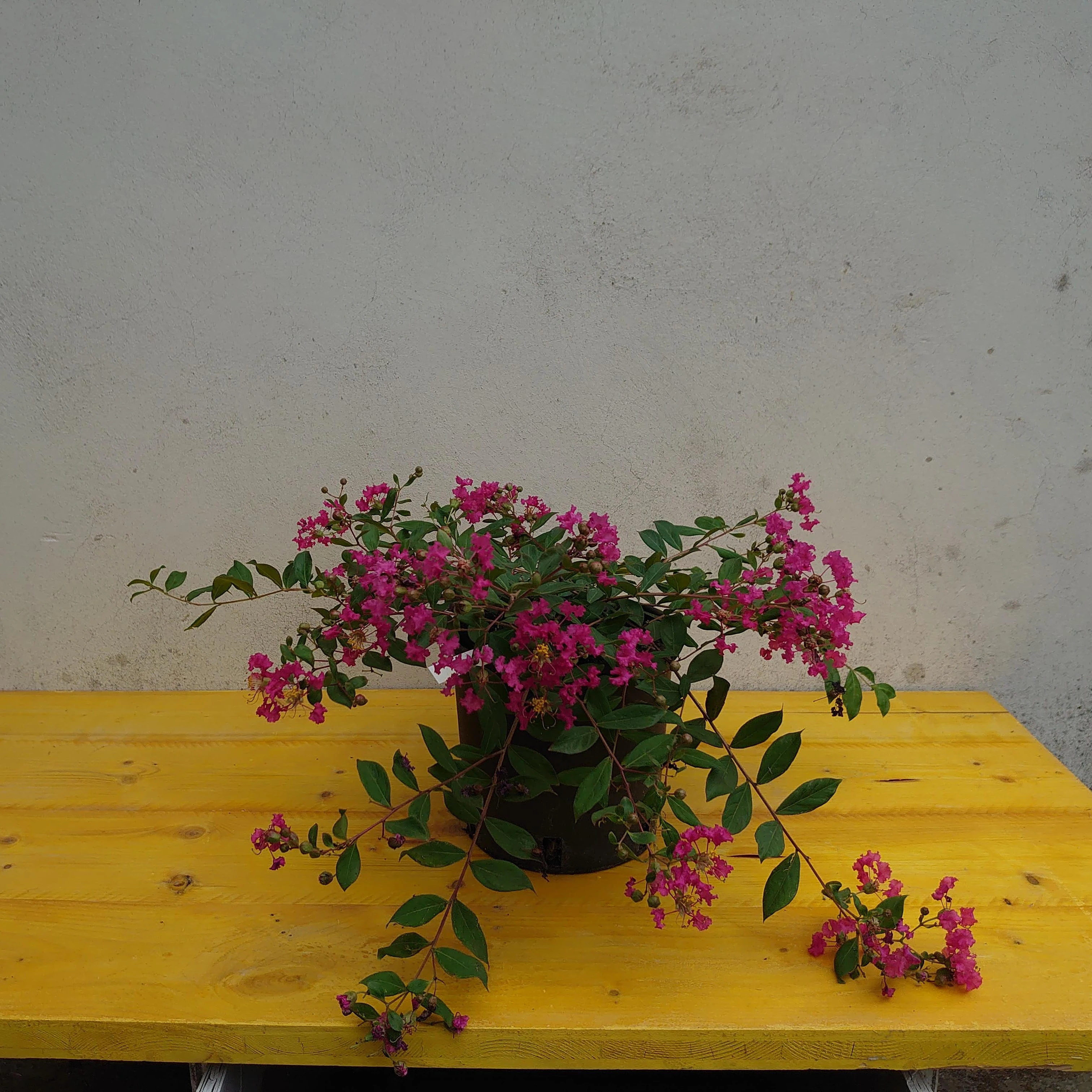 
High-Quality Natural Plants Lagerstroemia Repens Made In Italy By Di Vita Luca 