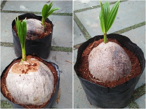  Высококачественные саженцы кокоса сладкий зеленый кокосовый Свежий Кокосовый фрукт контакты 0084 707 750 6