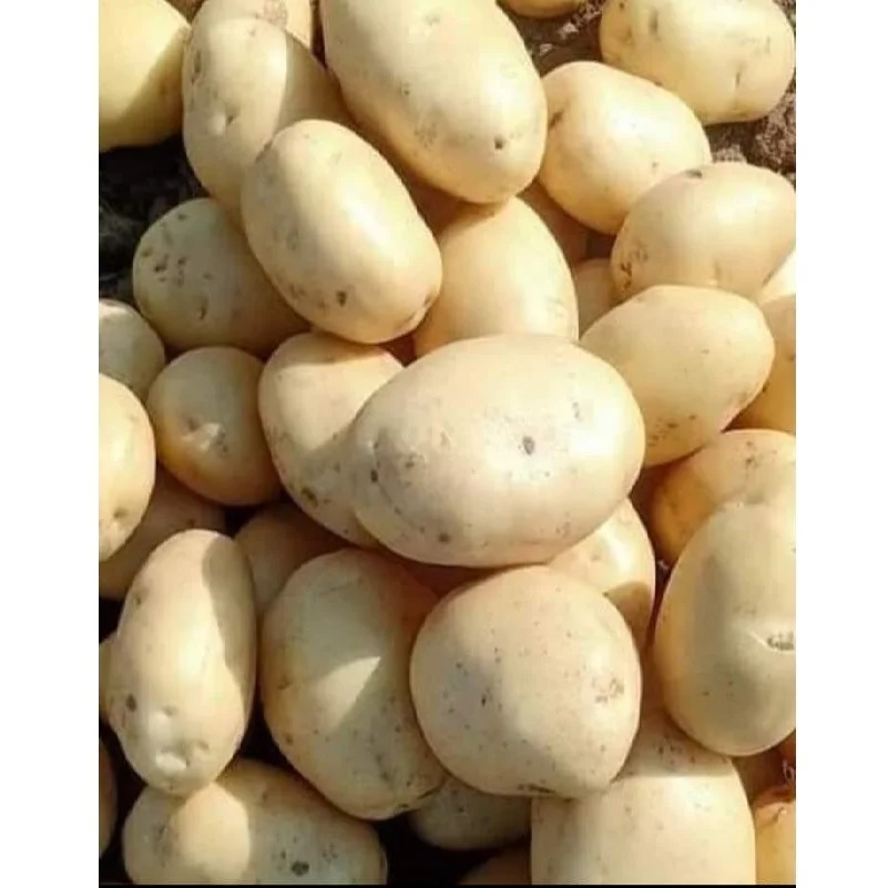 
20kg-50kg Per Bag Good Quality Low Price Yellow Organic Fresh Diamond Potato For Export 