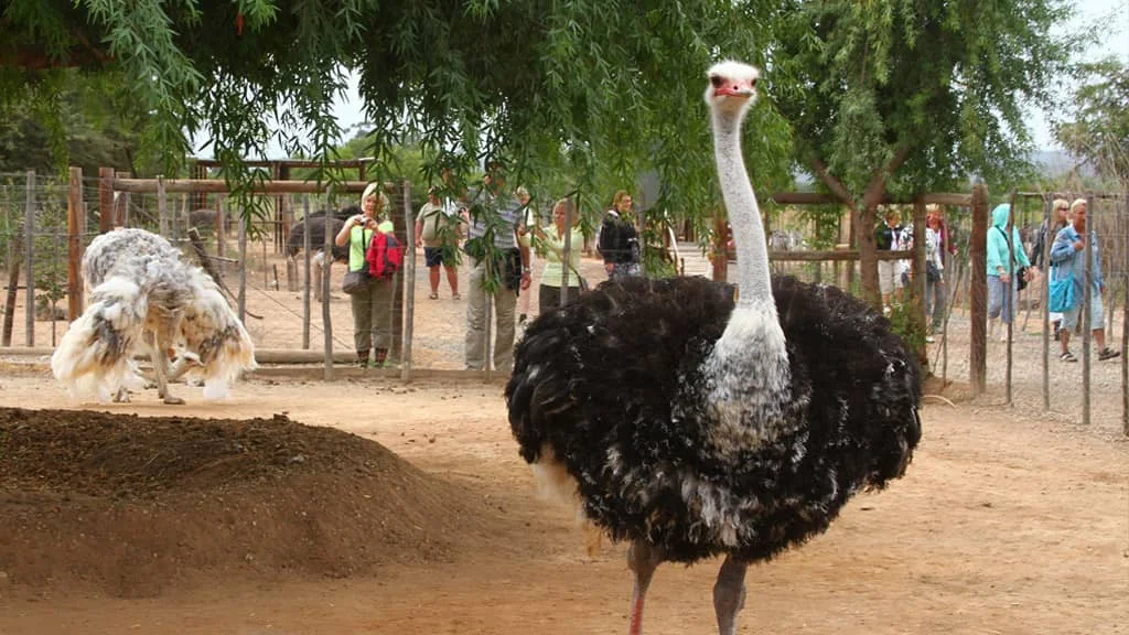 Fertilized Ostrich Eggs Ostrich Chicks and mature ostrich for sales