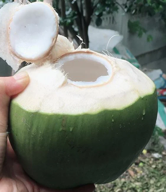
fresh young coconut price Fruit from Thailand 