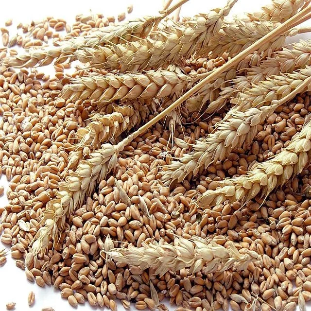 Wheat grain in bulk export price