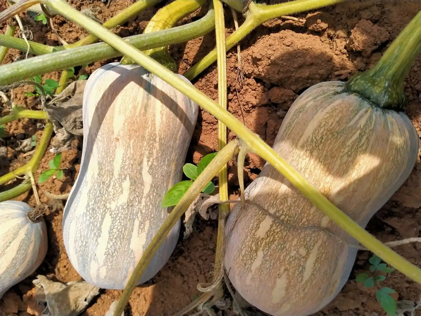 
FRESH RED PUMPKINS YOUNG PUMPKINS BABY PUMPKINS 