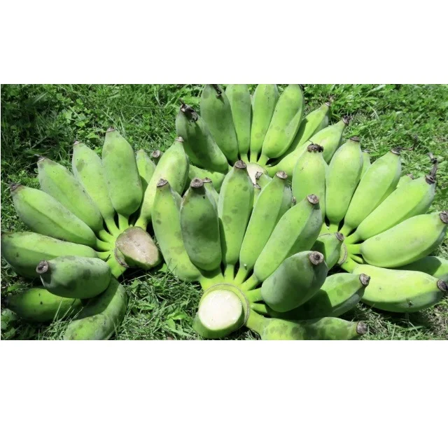 
EWC Premium Farrmer From Thailand Tropical Fruit Yellow Firm Fresh Banana Namwha 