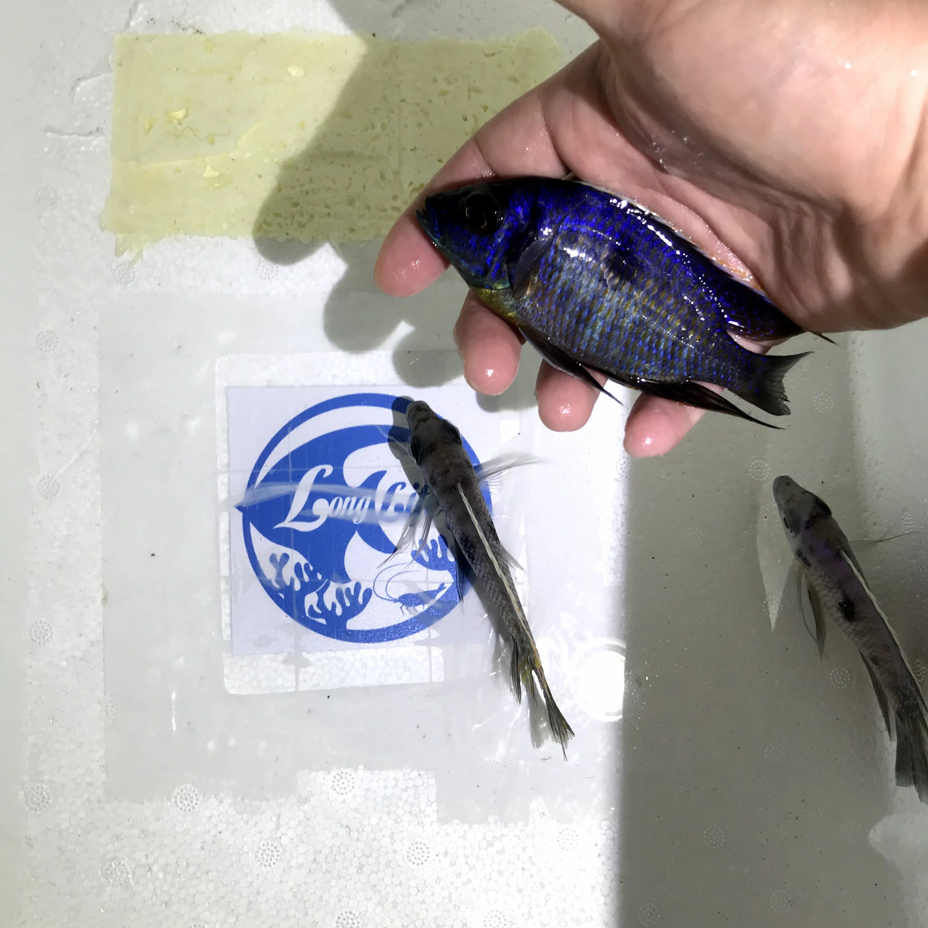 
Farm bred Copadichromis sp. Mbenji blue African Malawi Cichlids For sale 